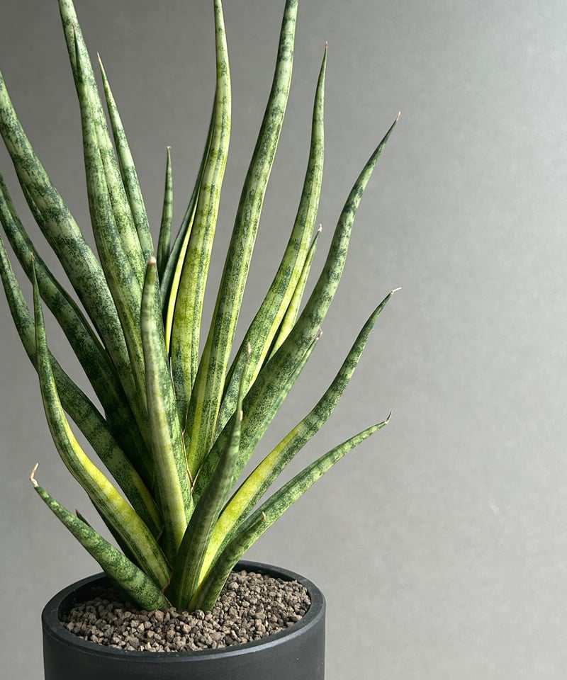サンスベリア ブンルントーチ 斑入 サンセベリア ブンルートーチ 斑入 「Sansevieria Bunlue Torch Var