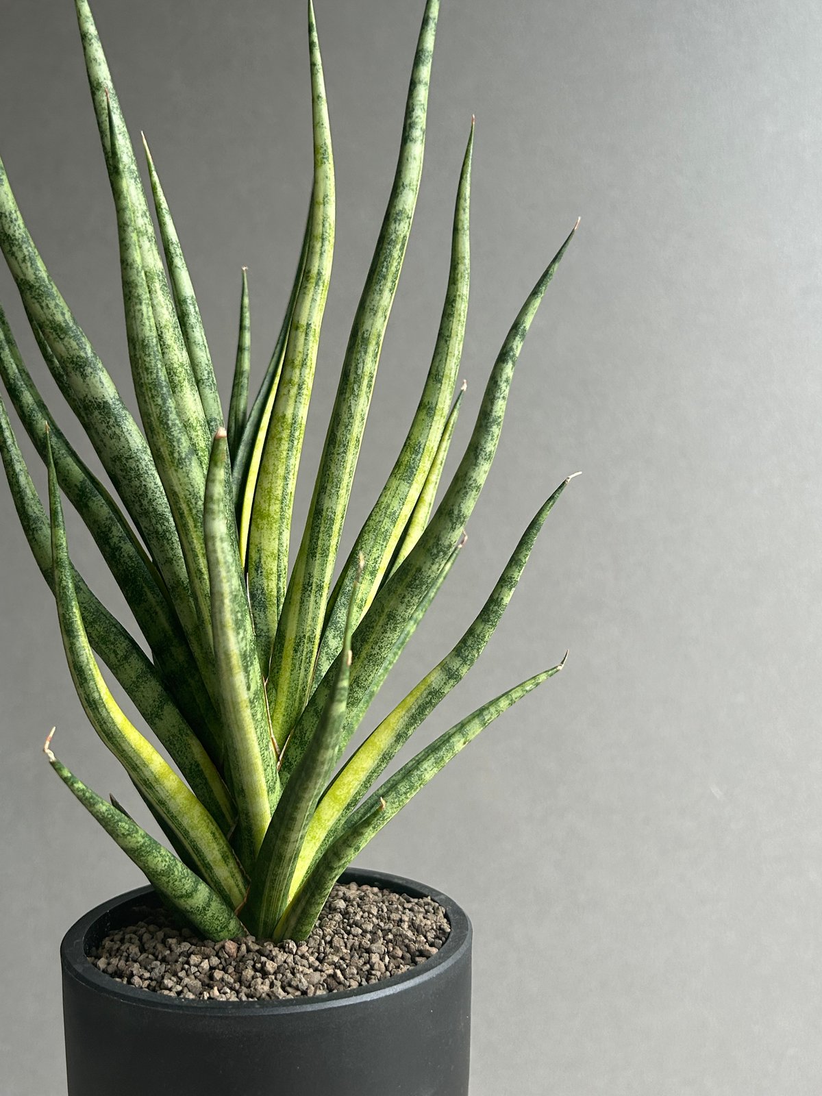 サンセベリア ブンルートーチ 斑入「Sansevieria Bunlue Torch Vari