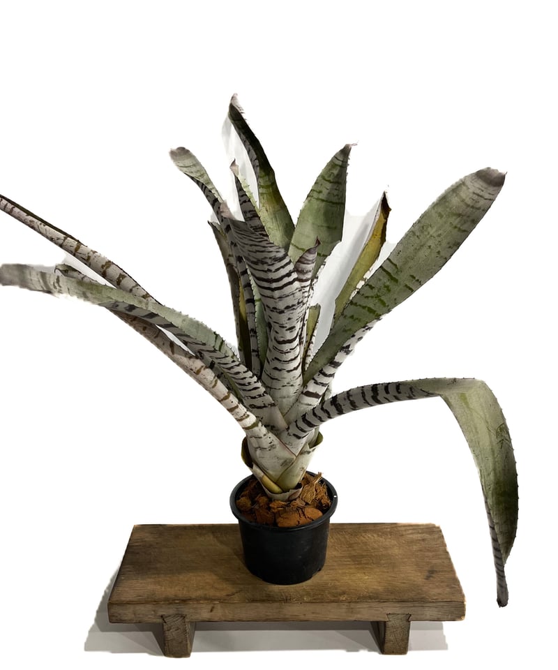 エクメア チャンティニー ブラック 実生「 Aechmea chantinii Black s