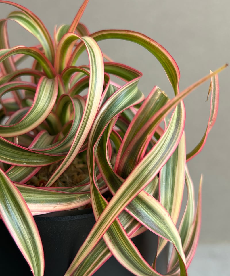 ❤︎専用❤︎ 希少！ ドラセナ キュンティ ドラセナ・キュンティ | Pay ID