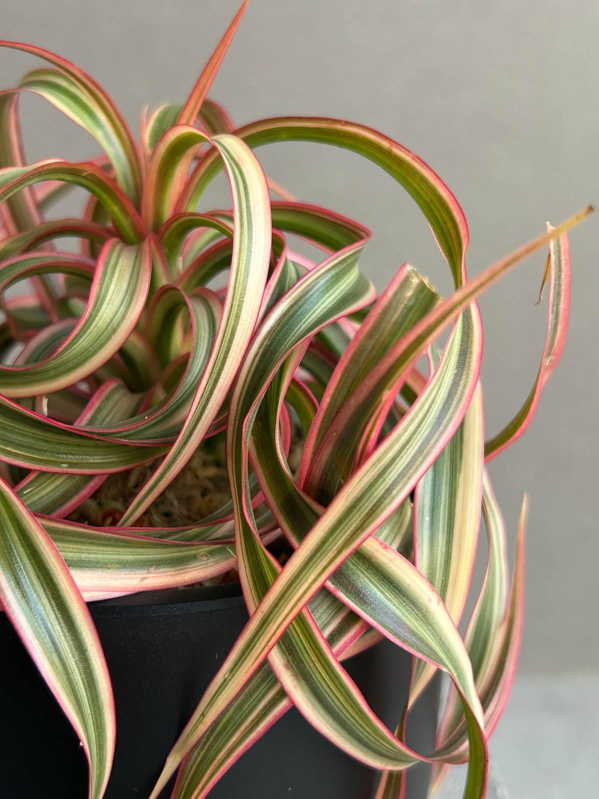 ドラセナ・キュンティー（Dracaena kuntii） ドラセナ キュンティー「Dracaena concinne tricolor Kuhnty」2