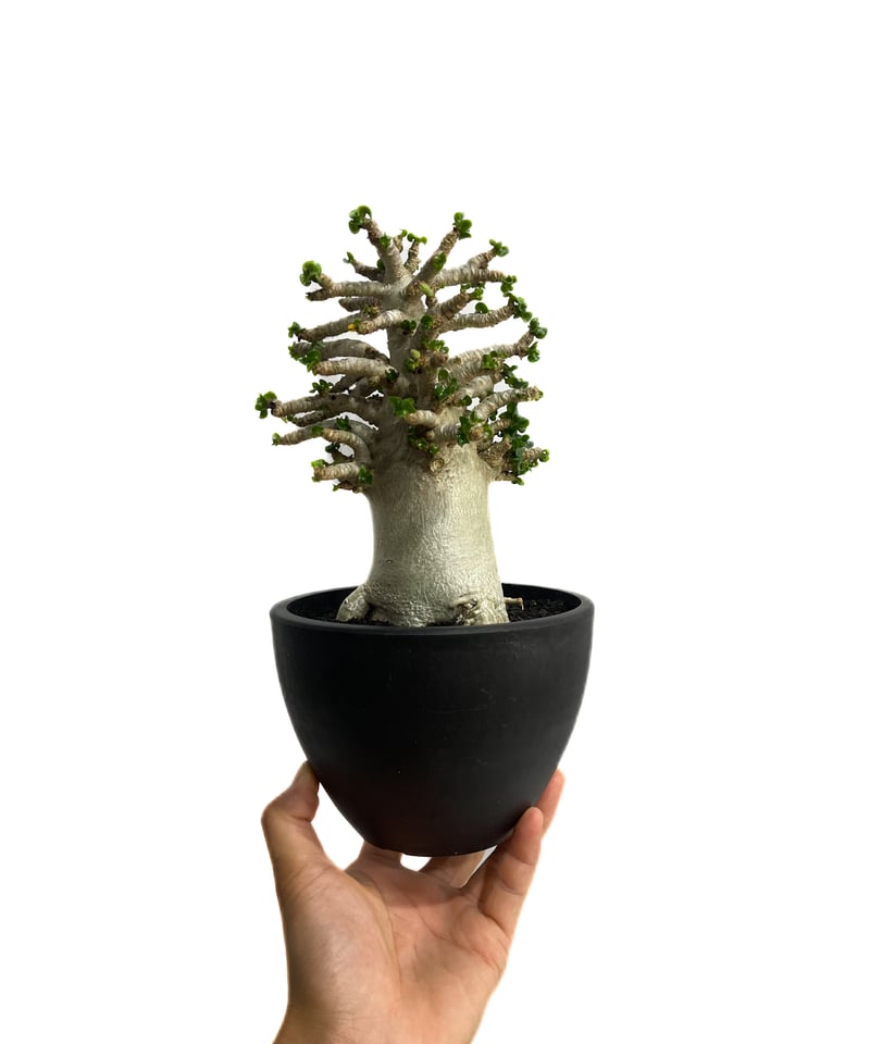 アデニウム　獅子葉　DHA アデニウム D.H.A (獅子葉) 選抜個体「Adenium D.H.A」47F-2 | S