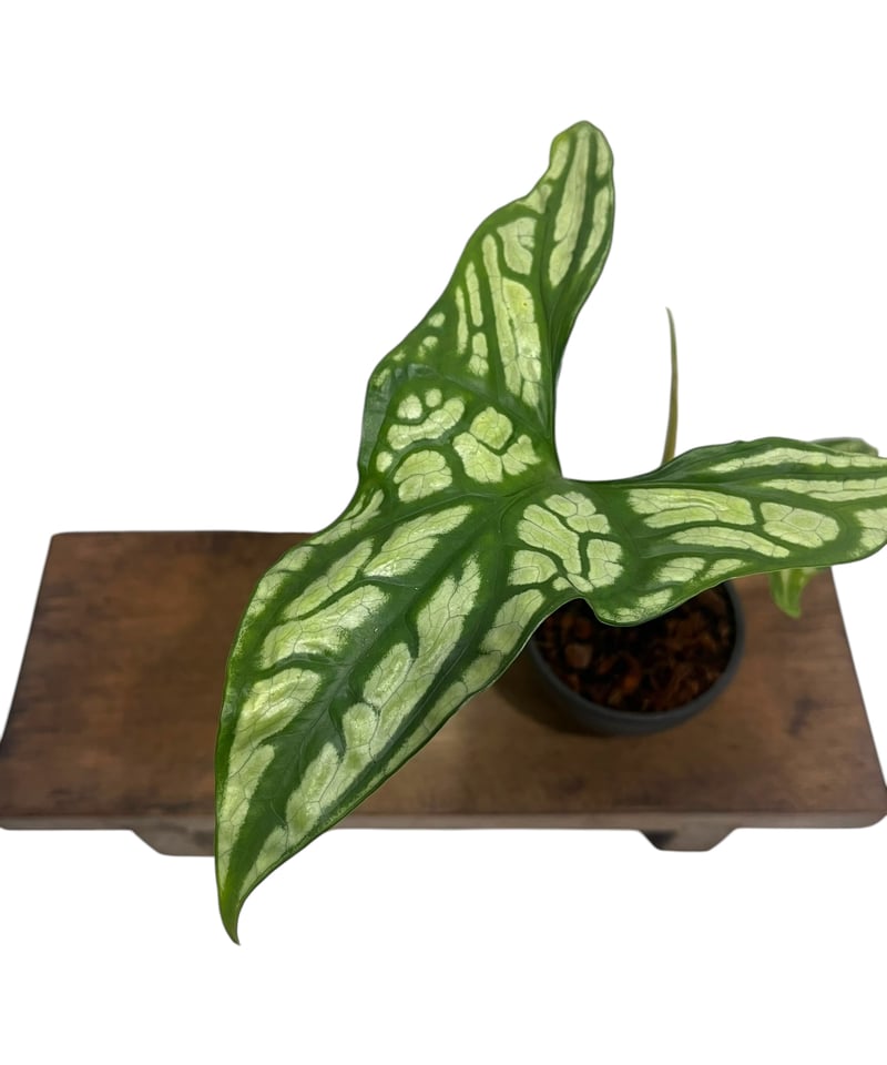 1 セルセスティス　ミラビリス　斑入り　激レア 1 セルセスティス ミラビリス 斑入り 激レア セルセスティス