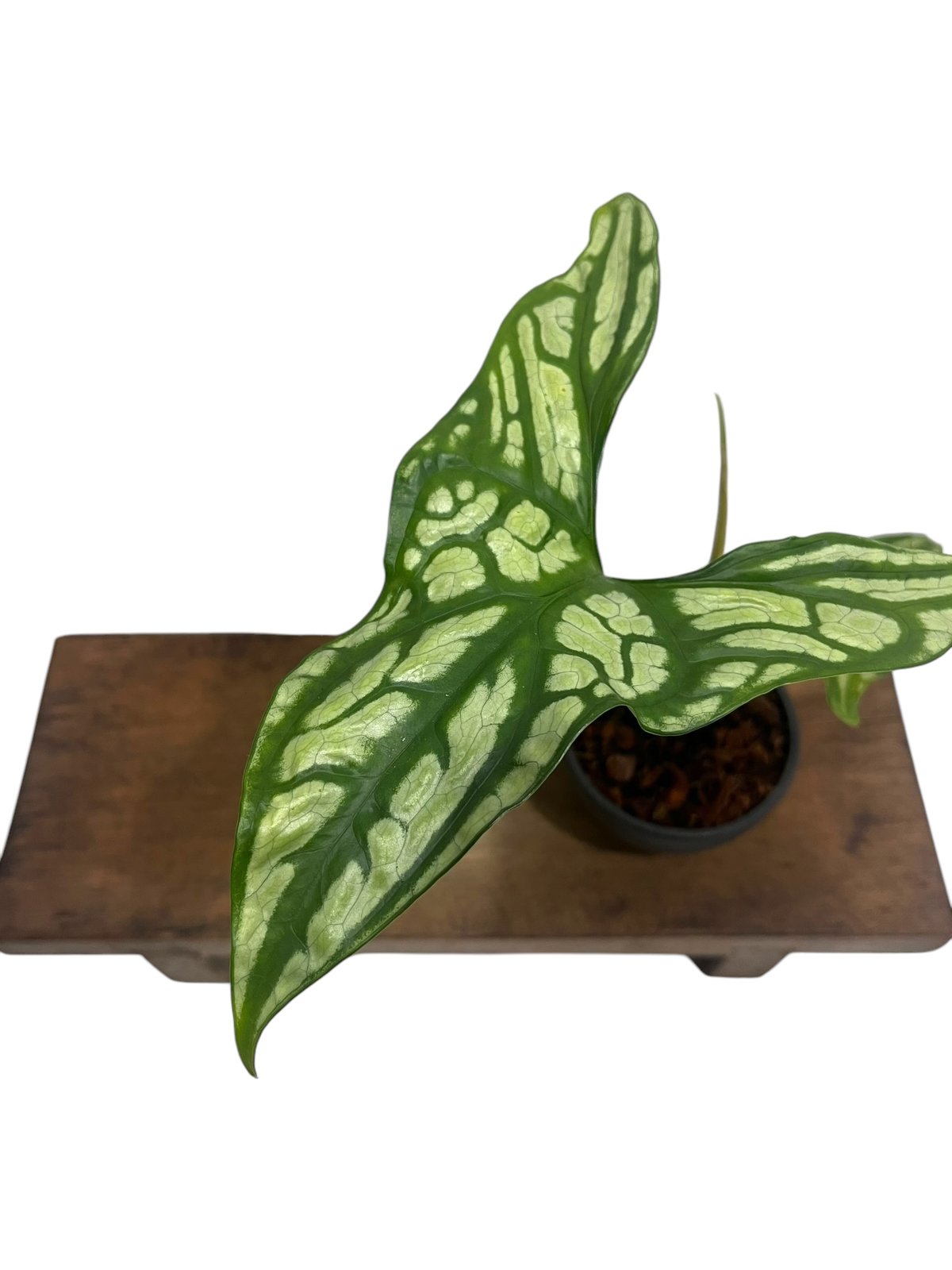 セルセスティス ミラビリス (N.E.Br) ボグナー 「Cercestis