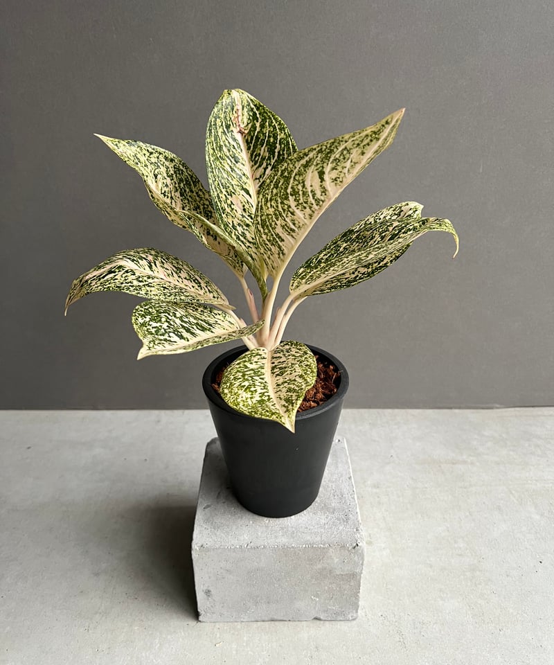 アグラオネマ ホワイト ティアラ 「Aglaonema White Tiara」61X