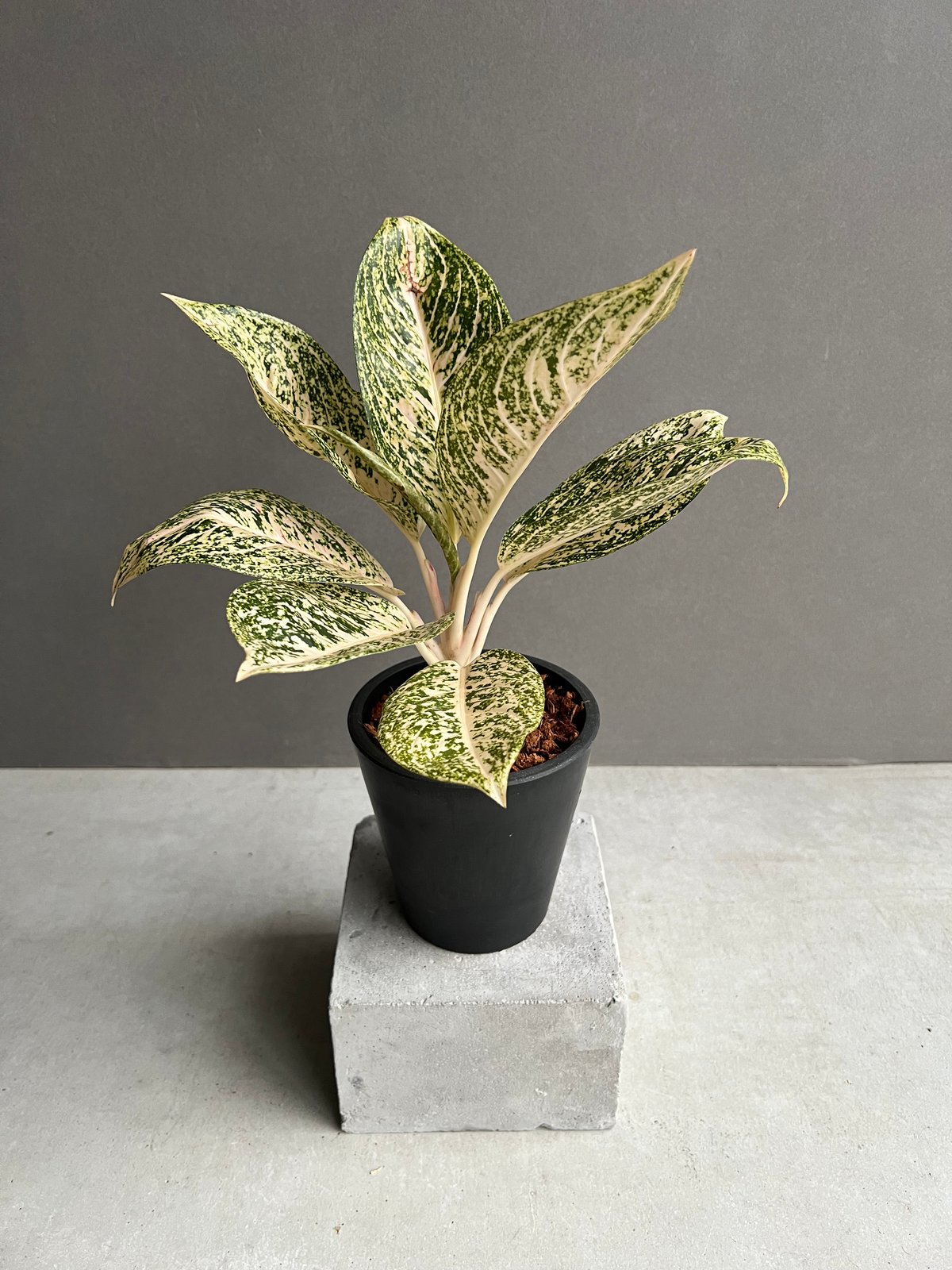 アグラオネマ ホワイト ティアラ 「Aglaonema White Tiara」61X | S