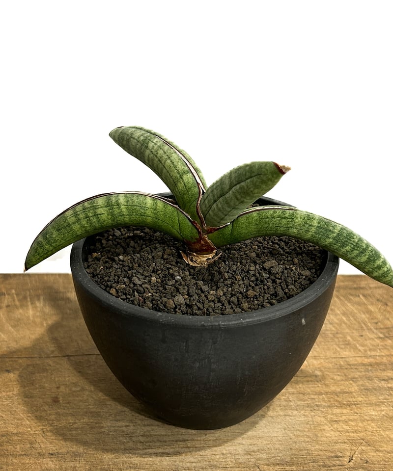 ユ*#様 サンスベリア　エイレンシス サンセベリア：エイレンシス 4号鉢植え の通販 | 園芸ネット