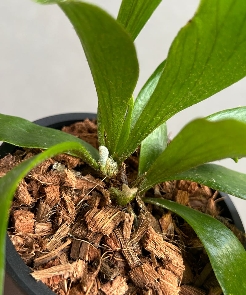 ビカクシダ ゴースト ハンズ 子株 (P. ウィリンキーx P