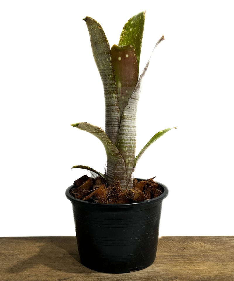 Billbergia 'Vicky Chirnside' ビルベルギア BCR Bromeliad Cultivar