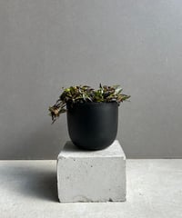 GP Sansevieria Bua Kao サンセベリア ブア カーオ GP Sansevieria Bua Kao サンセベリア ブア カーオ - メルカリ
