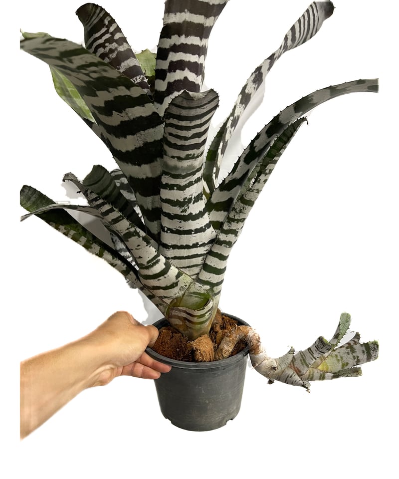 エクメア チャンティニー エボニー「 Aechmea chantinii Ebony エクメア チャンティニー エボニー「 Aechmea chantinii Ebony