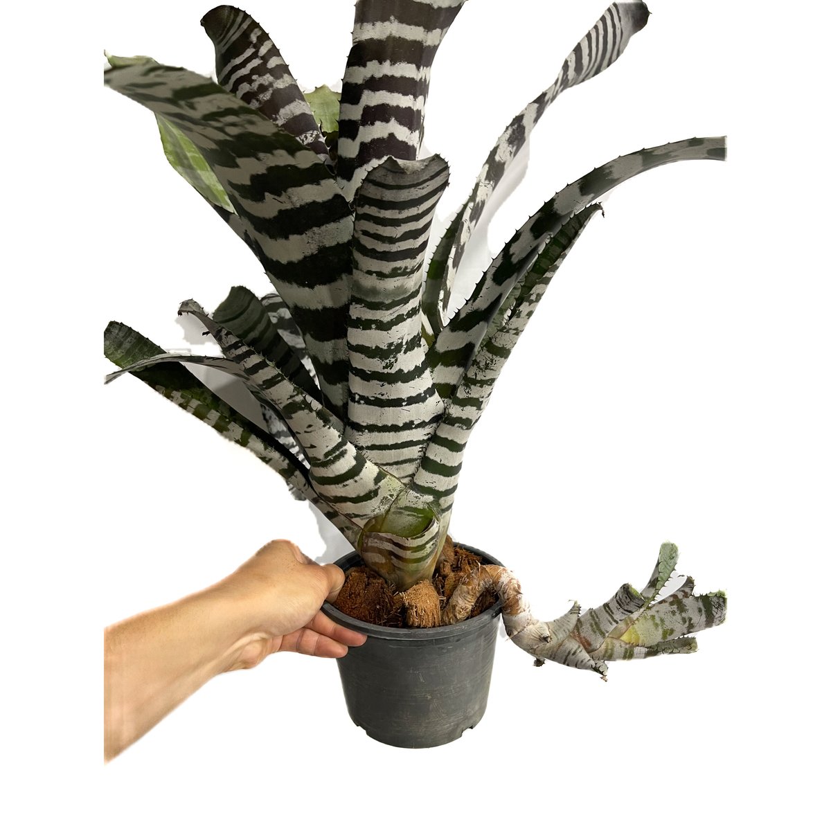 fit=scale-down,w=1200 fit=scale-down,w=1200