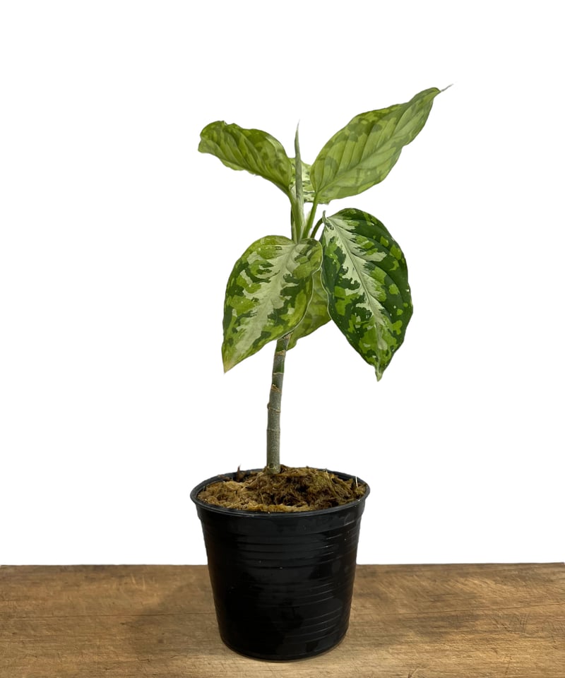 アグラオネマ ピクタム トリカラー「Aglaonema pictum tricolor」67I