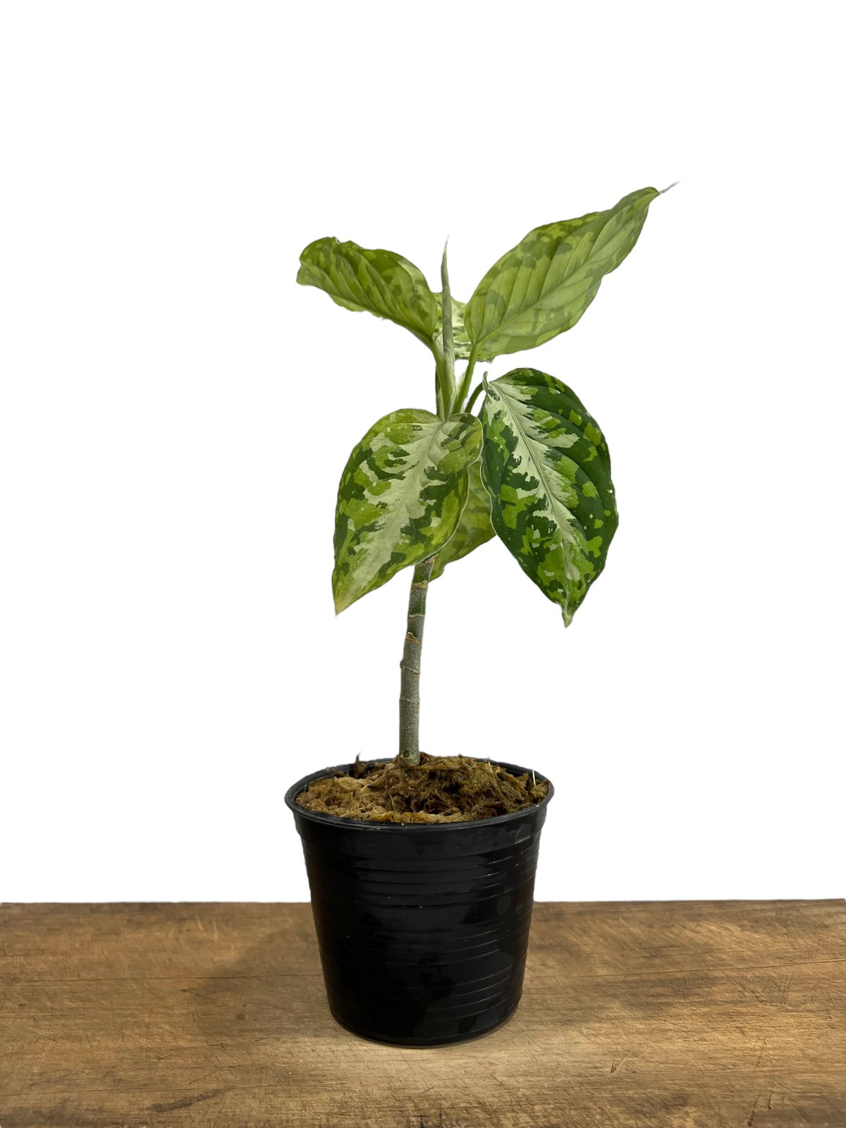 アグラオネマ ピクタム トリカラー「Aglaonema pictum tricolor」67I
