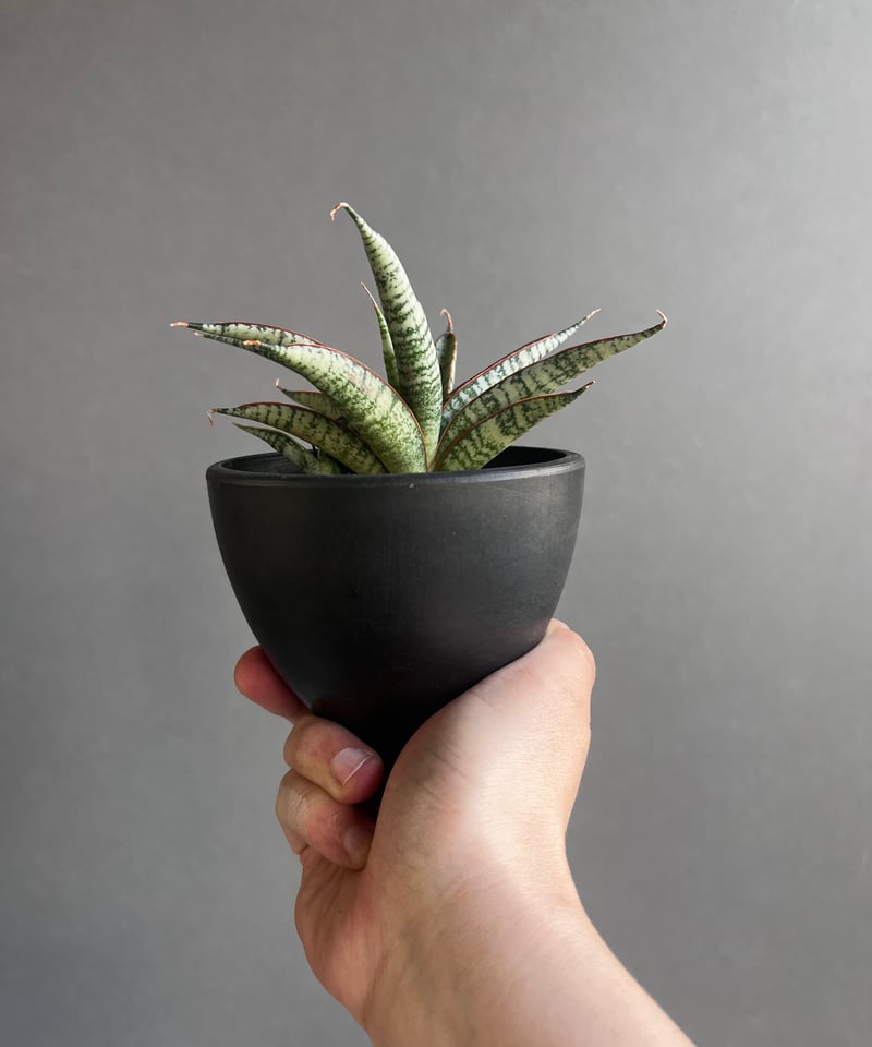 サンセベリア サンシャイン エンジェル 「Sansevieria Sunshine