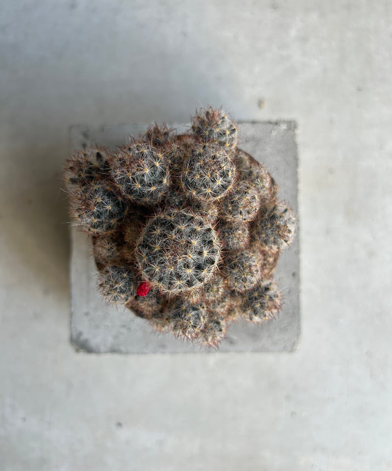 マミラリア 松霞+ plantsmonsters pot 「Mammillaria multi
