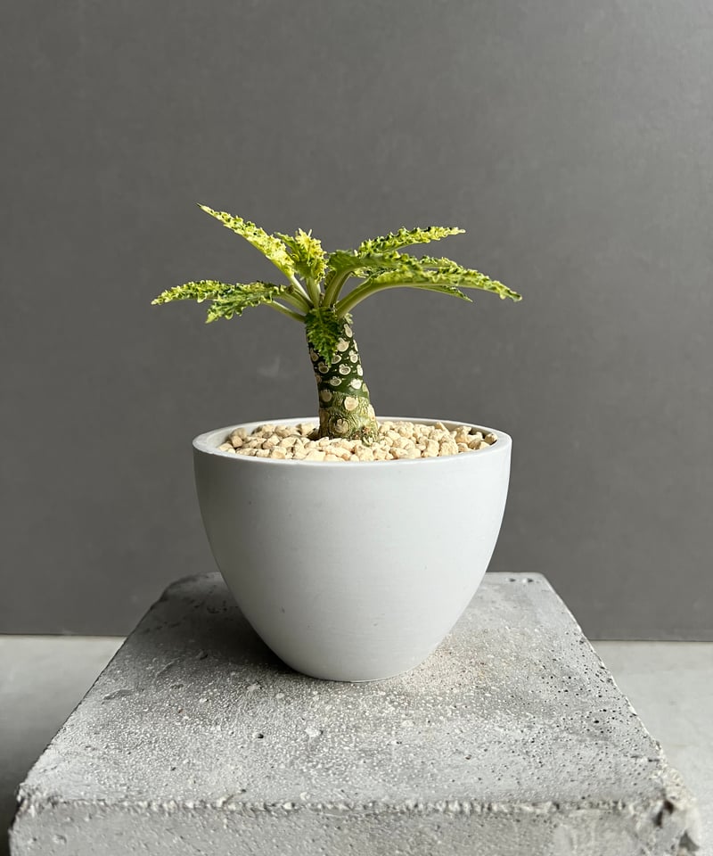 ドルステニア ホルウッディ “スーパー斑入”「Dorstenia horwoodii “Sup