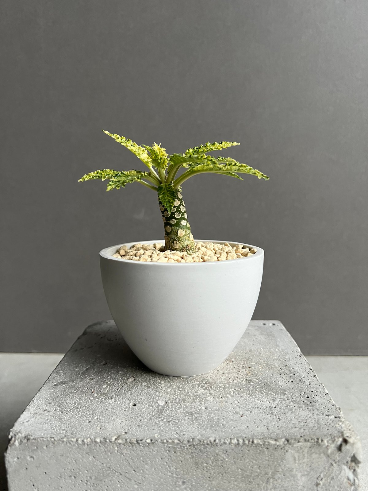 ドルステニア ホルウッディ “スーパー斑入”「Dorstenia horwoodii “Sup