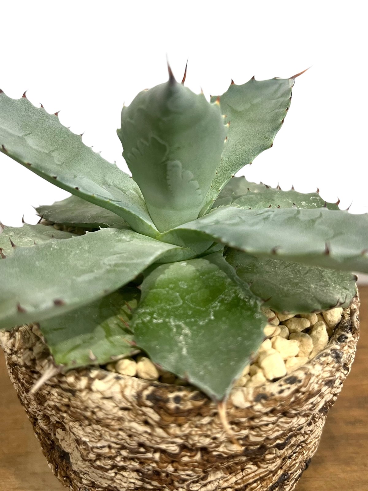 おまとめ専用　アガベ 3株セット　コロラータ× ホリダ　FIPハイブリッド　甲屈 アガベ FIP ハイブリッド + plantsmonsters pot 「Agave FIP