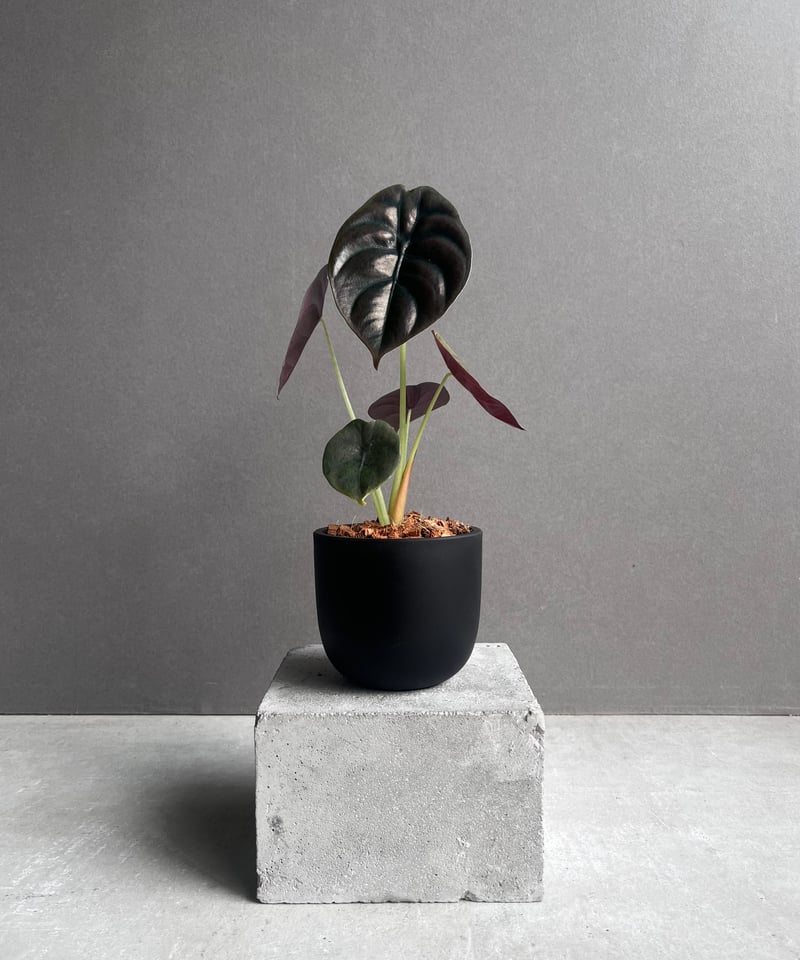Alocasia cuprea varigated/アロカシア クプレア斑入り② Alocasia cuprea varigated /アロカシア クプレア 斑入り②