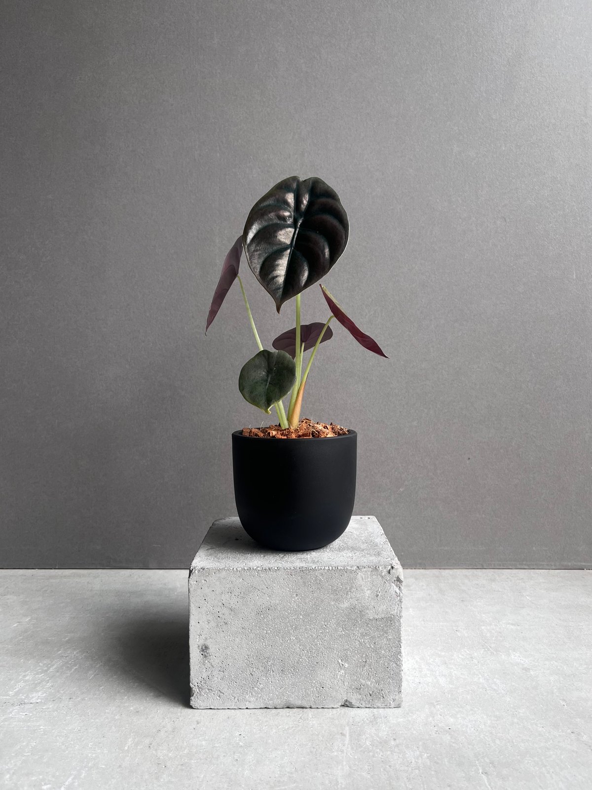 アロカシア クプレア “レッドシークレット” 「Alocasia cuprea