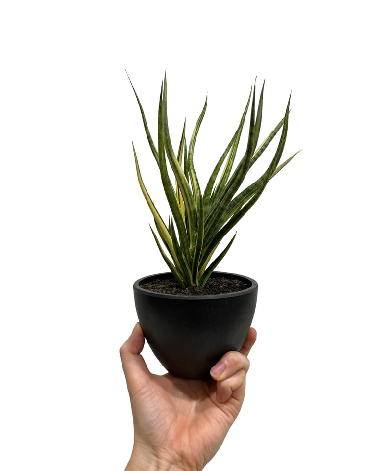 サンセベリア ブンルートーチ 斑入 「Sansevieria Bunlue Torch Var