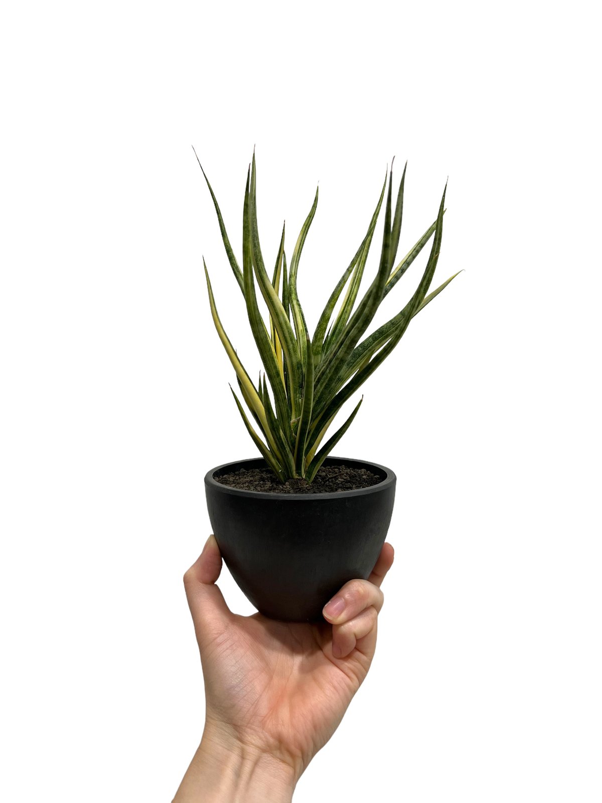 サンセベリア ブンルートーチ 斑入 「Sansevieria Bunlue Torch Var