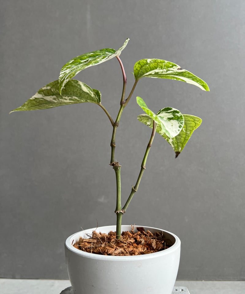パイパー ニグラム 斑入 「Piper nigrum variegated」4Y | SHOU