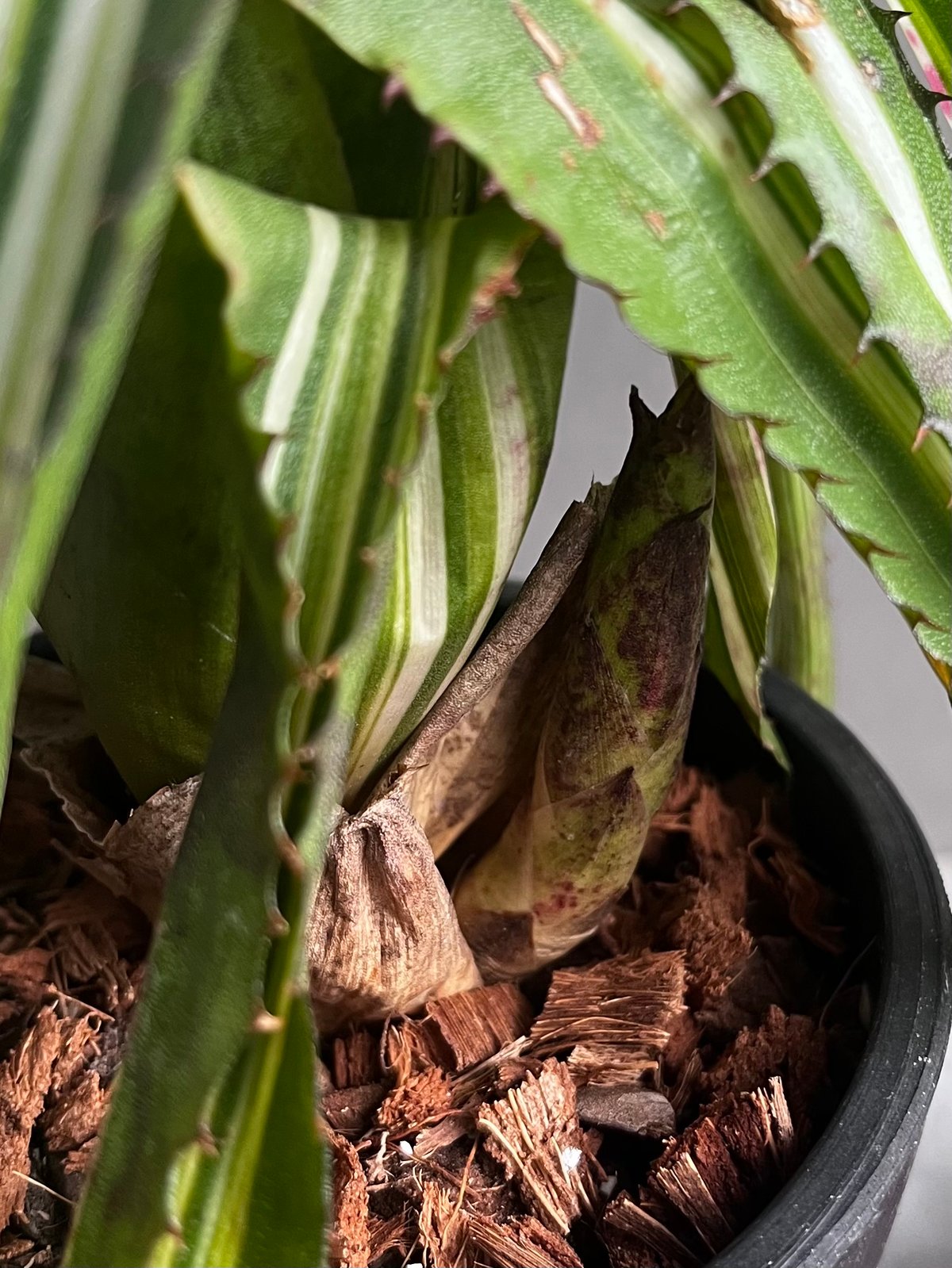 ブロメリア・エアープランツ Aechmea orlandiana 'Reverse Ensign' A157 Aechmea orlandiana 'Reverse Ensign' A157