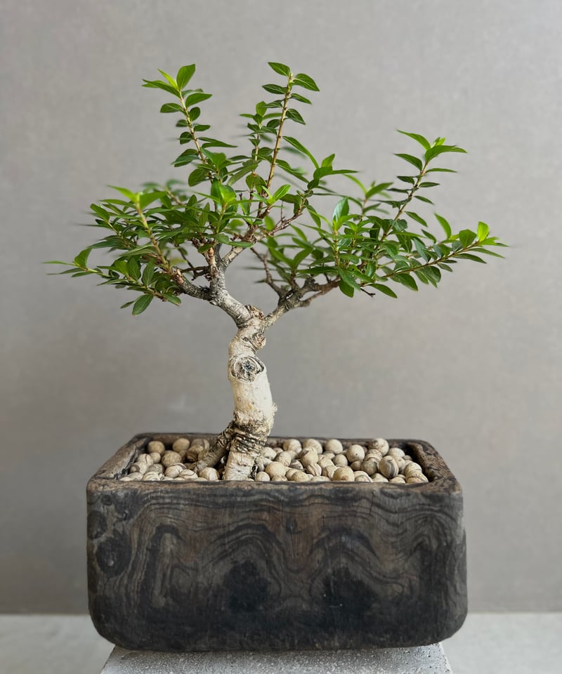 うち” 盆栽 + plantsmonsters pot 「“Special Edition”
