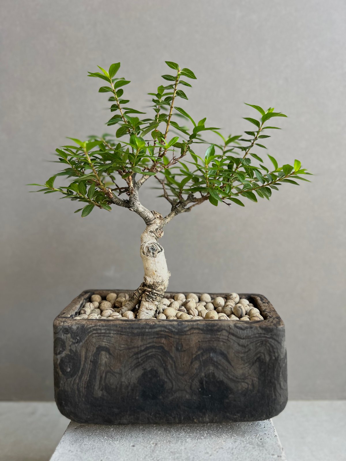 うち” 盆栽 + plantsmonsters pot 「“Special Edition”