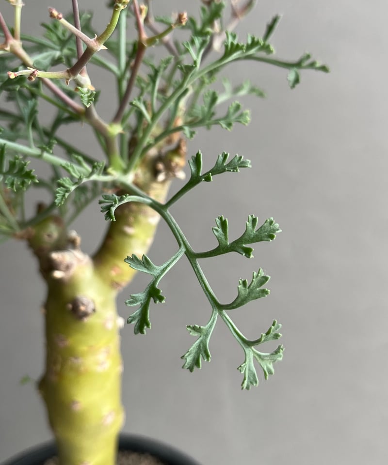 ペラルゴニウム　クリズミフォリウム　山伏天狗 実生3年目のペラルゴニウムクリズミフォリウム（山伏天狗） 毎年コブを