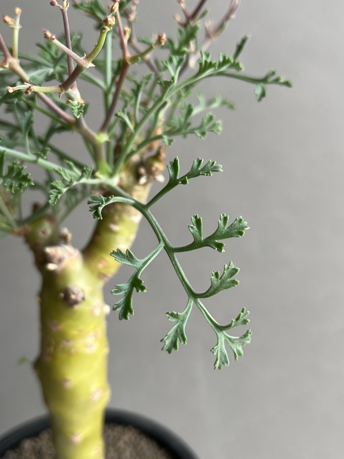 ペラルゴニウム クリズミフォリウム ペラルゴニウム クリズミフォリウム