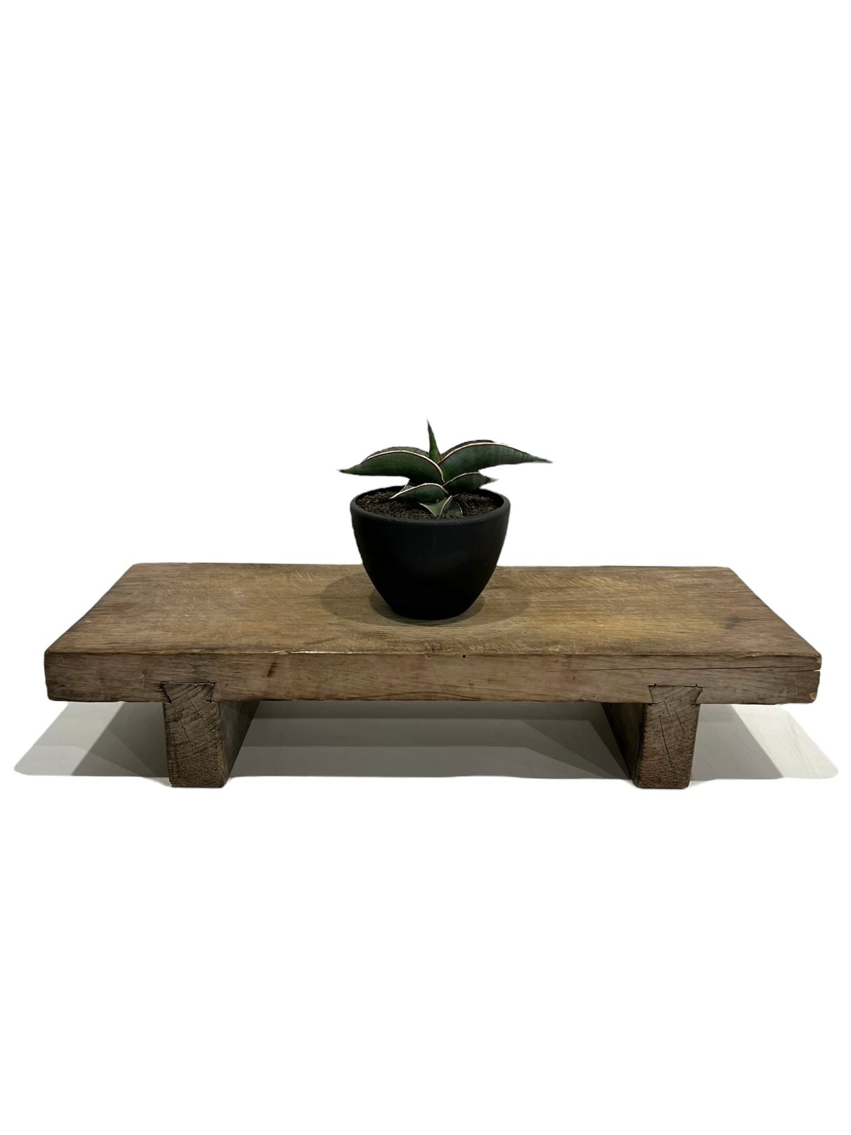 サンセベリア ロリダ 「Sansevieria rorida」73h | SHOUCHIKUEN