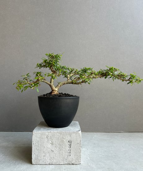 “うち” 盆栽 Limited Edition「“UCHI” BONSAI 」86H