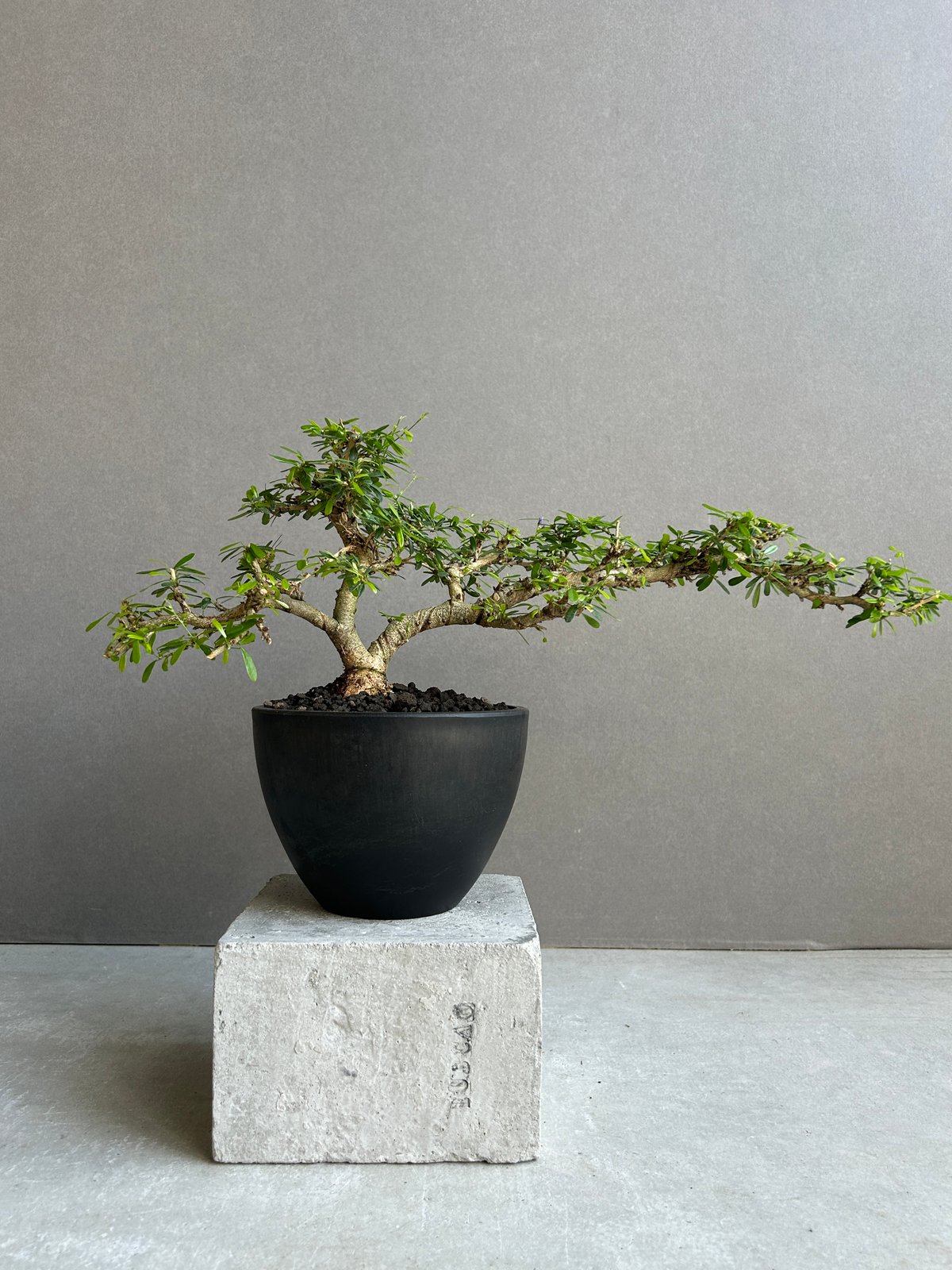 うち” 盆栽 Limited Edition「“UCHI” BONSAI 」86H | SH