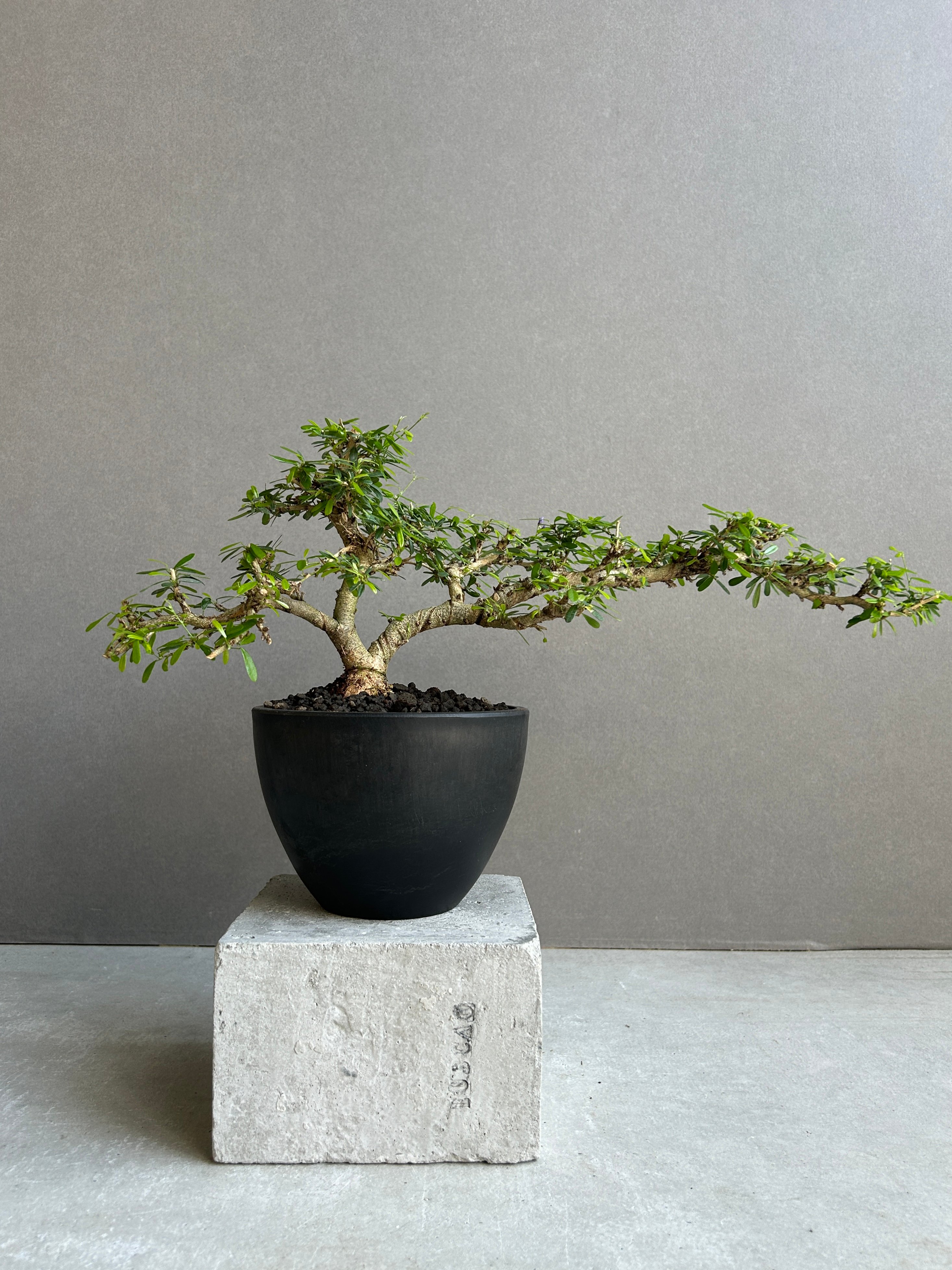 うち” 盆栽 Limited Edition「“UCHI” BONSAI 」86H | SH