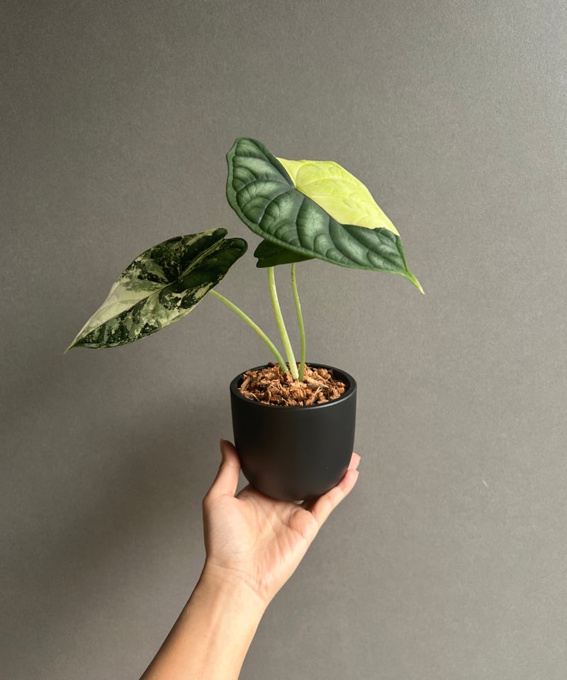Alocasia Sarian Albo アロカシア サリアン アルボ 斑入り Alocasia sarian albo variegated *Grower's choice* – Rare