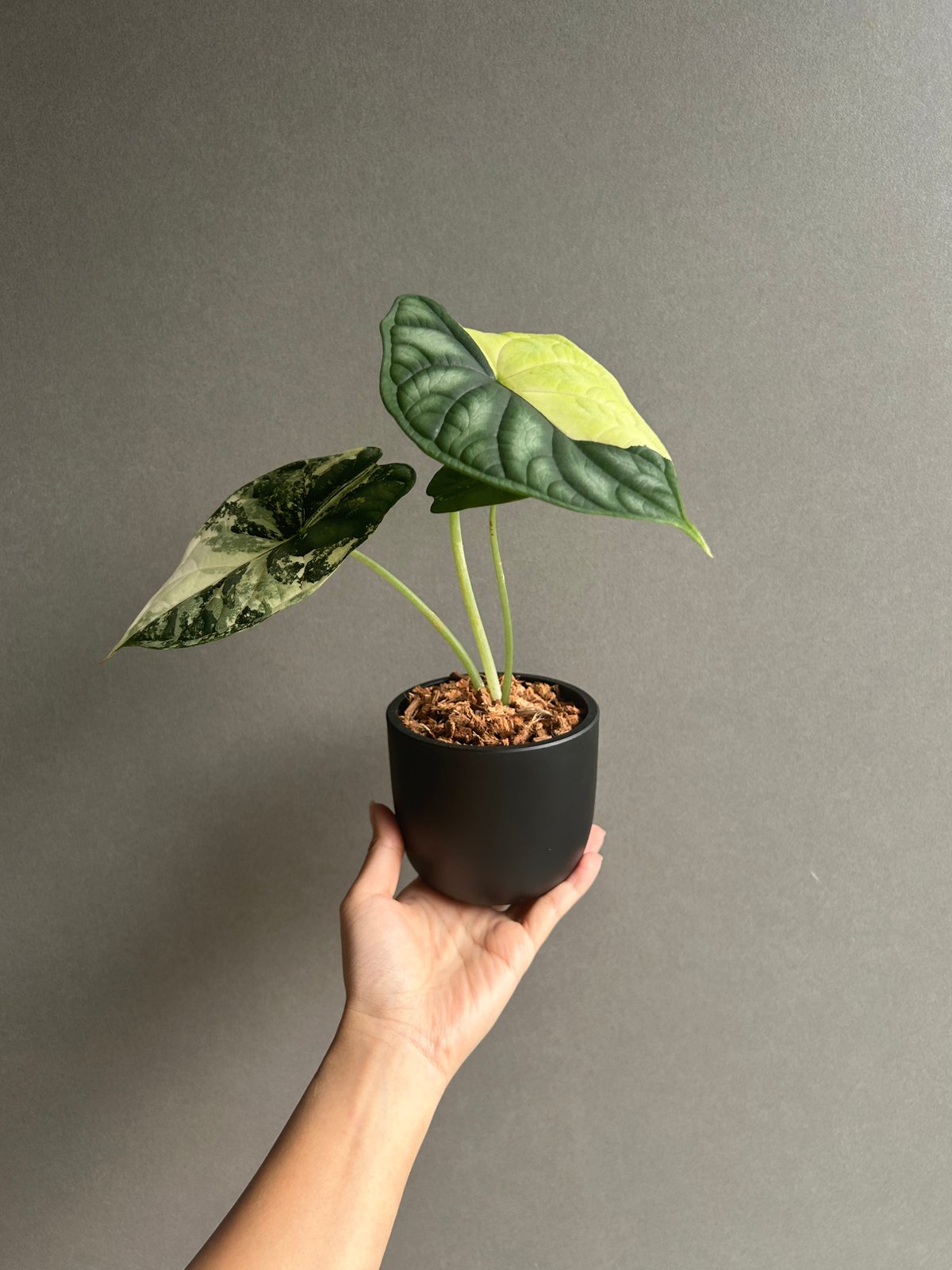 Alocasia dragon scale / アロカシア ドラゴンスケール② 斑入り】Alocasia dragon scale / アロカシア ドラゴンスケール