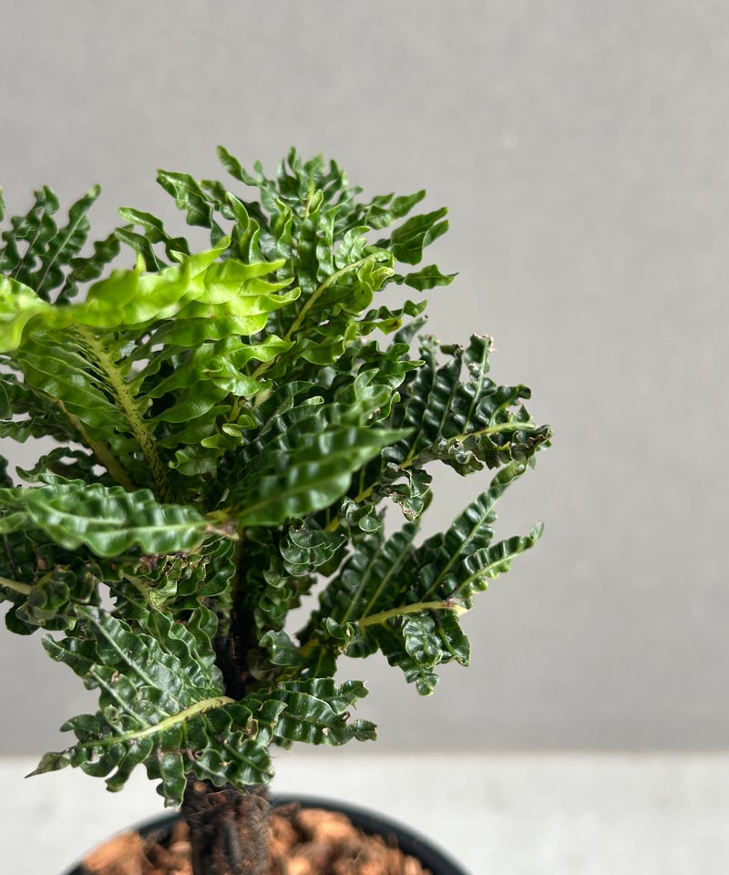ブレクナム ギッバム ドワーフ 「Blechnum gibbum Dwarf 」68H