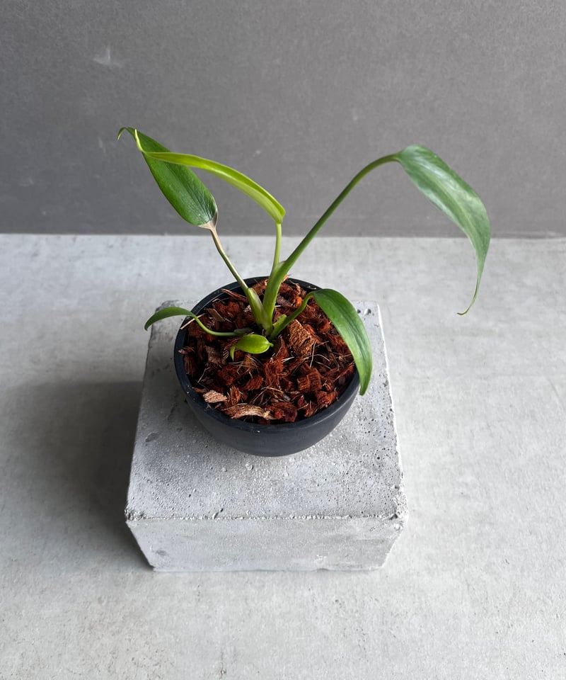 モンステラ バールマルクスフレーム 「Monstera burle marx's flame」