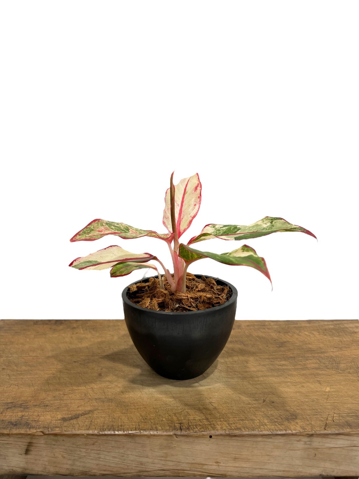 激レア　アグラオネマ　Aglaonema サイアムオーロラ アグラオネマ 