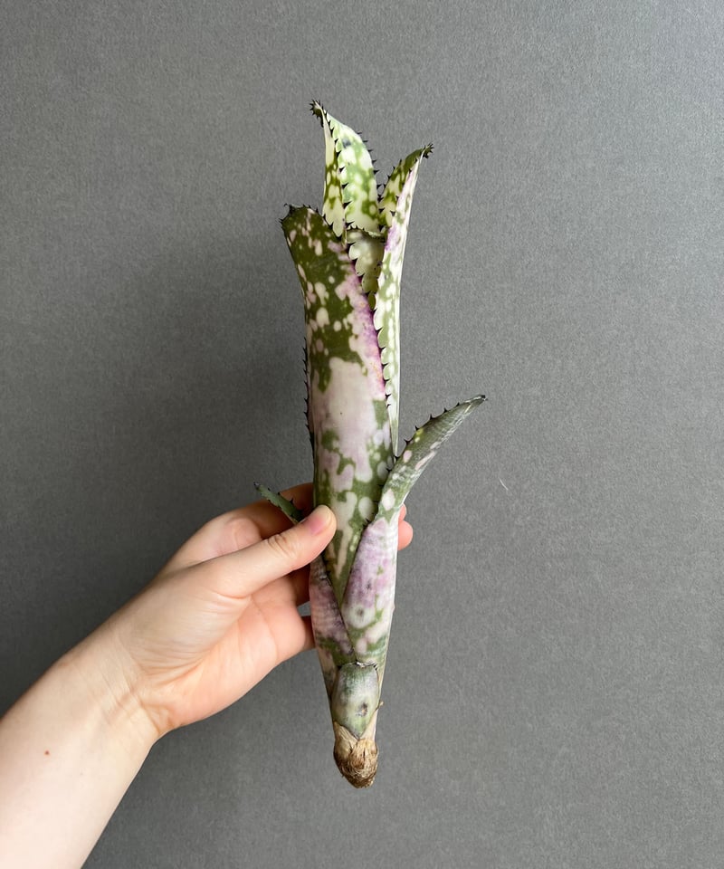 ビルベルギア コラン マーブル シャーク 「Billbergia Kolan