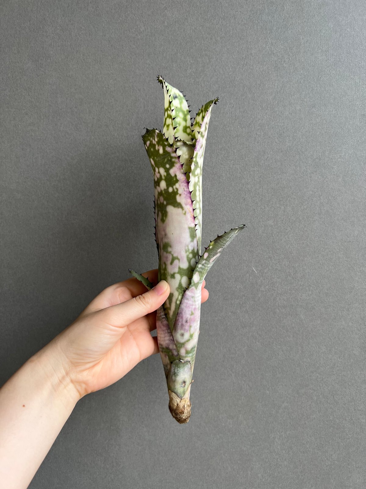 ブロメリア・エアープランツ Billbergia Marble Shark ビルベルギア コラン マーブル シャーク 「Billbergia Kolan