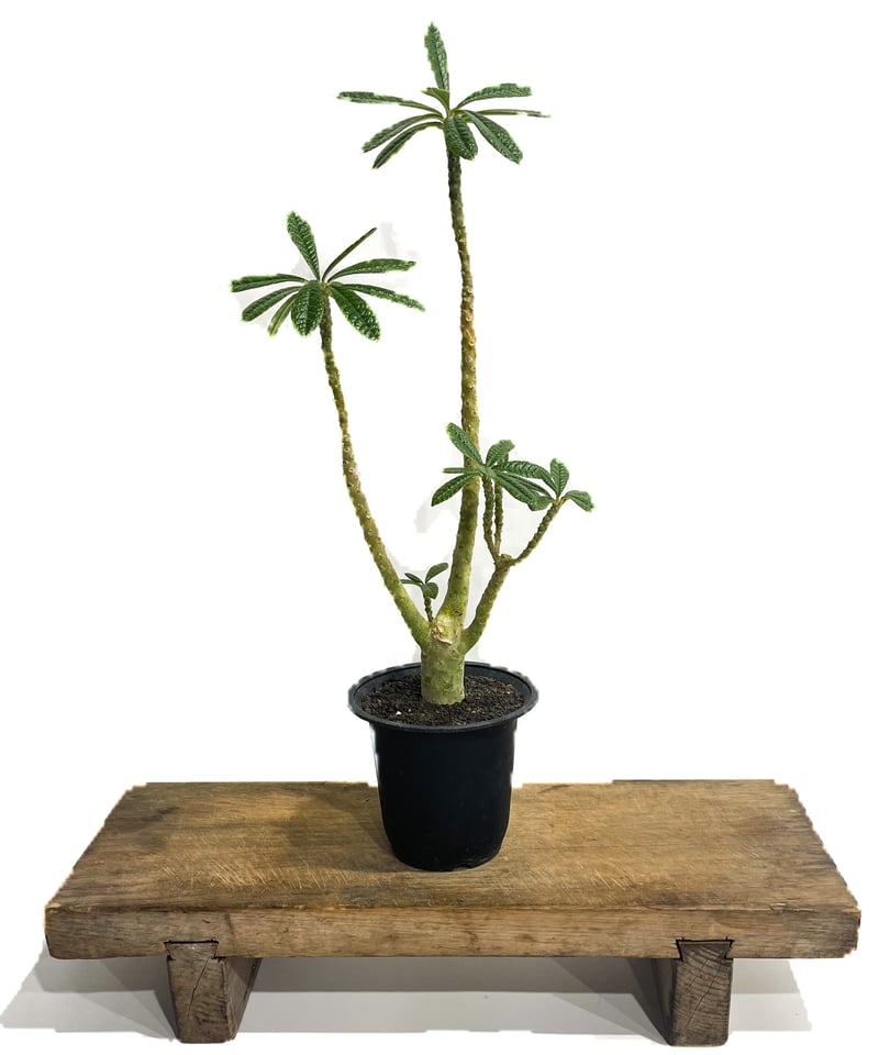 ドルステニア ギガス 「Dorstenia gigas」4/26-368 | SHOUCHIKUEN ドルステニア ギガス 「Dorstenia gigas」4/26-368 | SHOUCHIKUEN