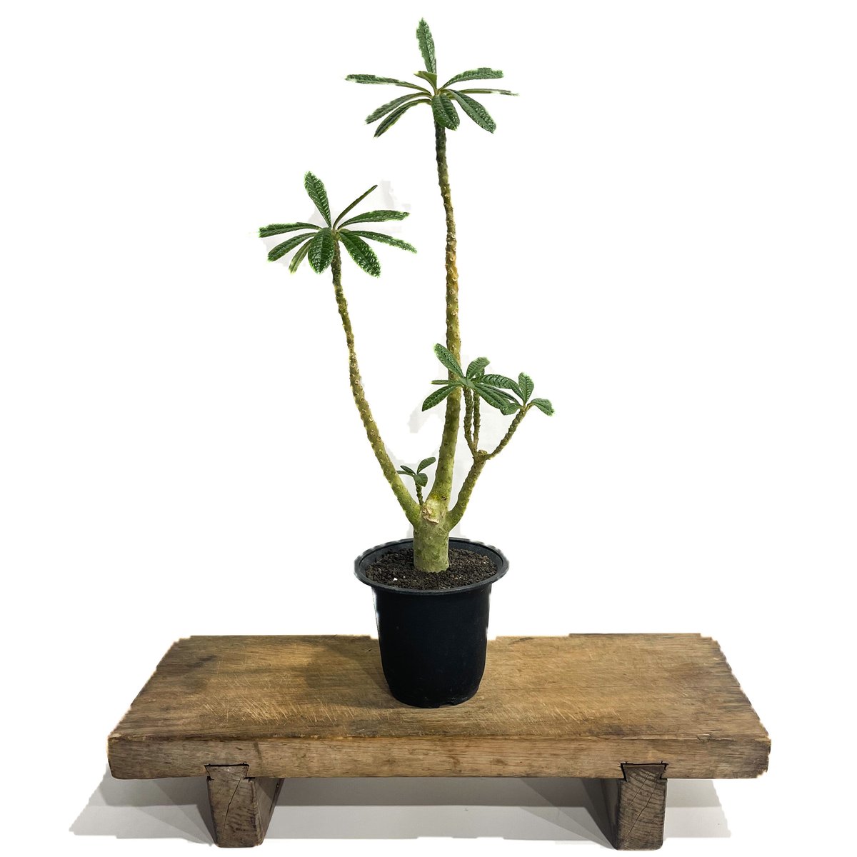 デンドロシキオスソコトラナ1 検）ギガス　ブラータ 多肉植物：デンドロシキオス ソコトラーナ*塊幅2.8cm 現品！一品