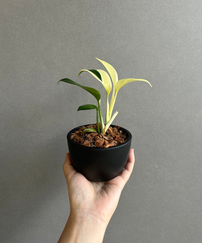 スキンダプサス ブルー アルボ 「Scindapsus blue albo」50G | SH