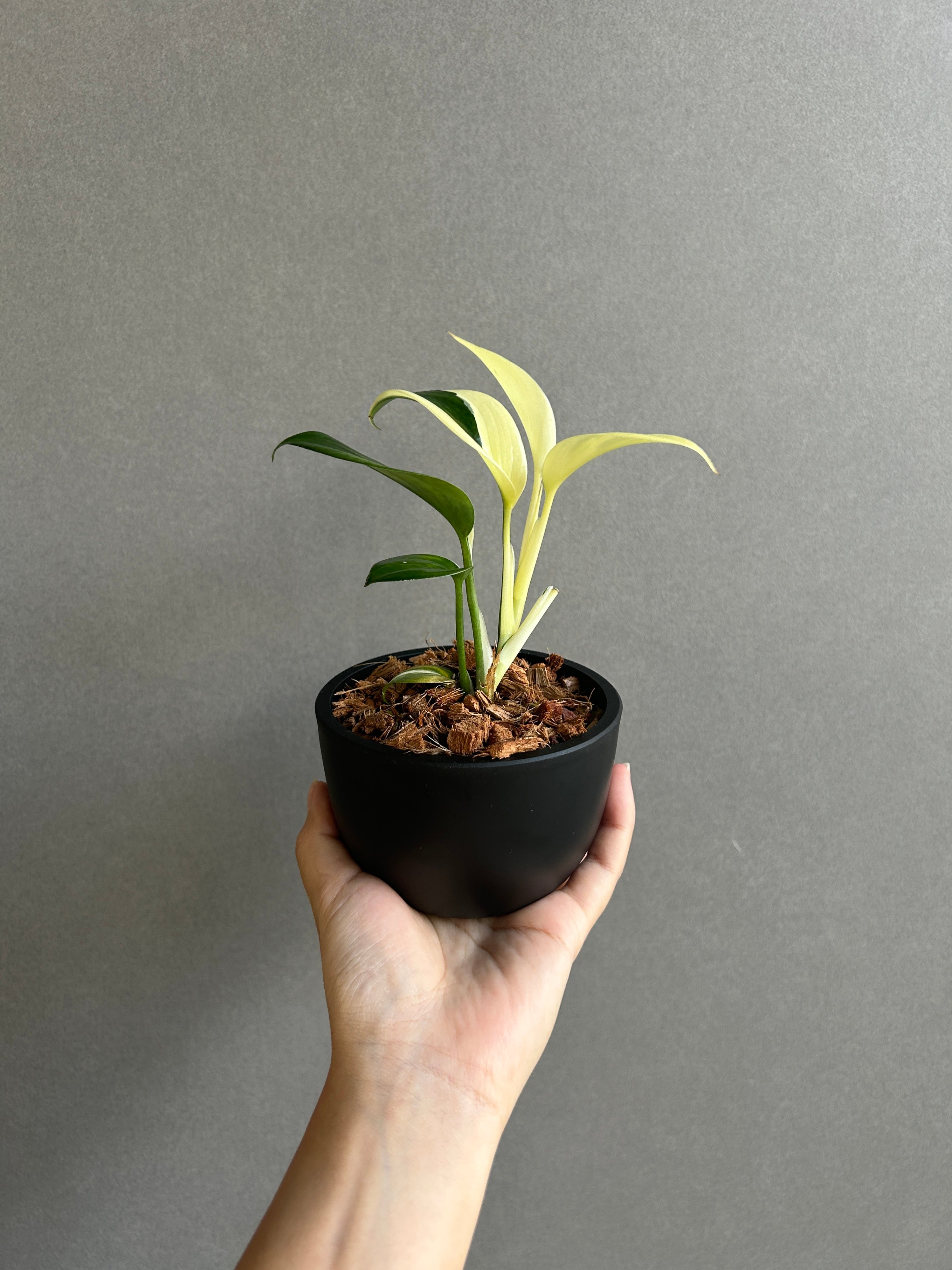 スキンダプサス ブルー アルボ 「Scindapsus blue albo」50G | SH