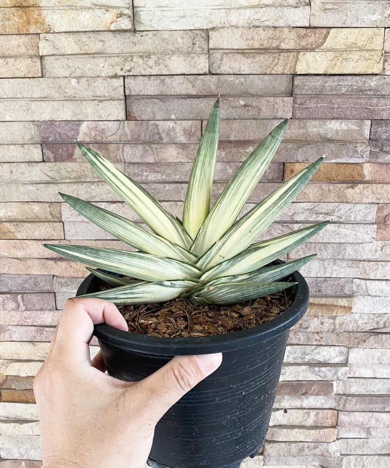 サンセベリア ボンセレンシス スノー ホワイト 「Sansevieria
