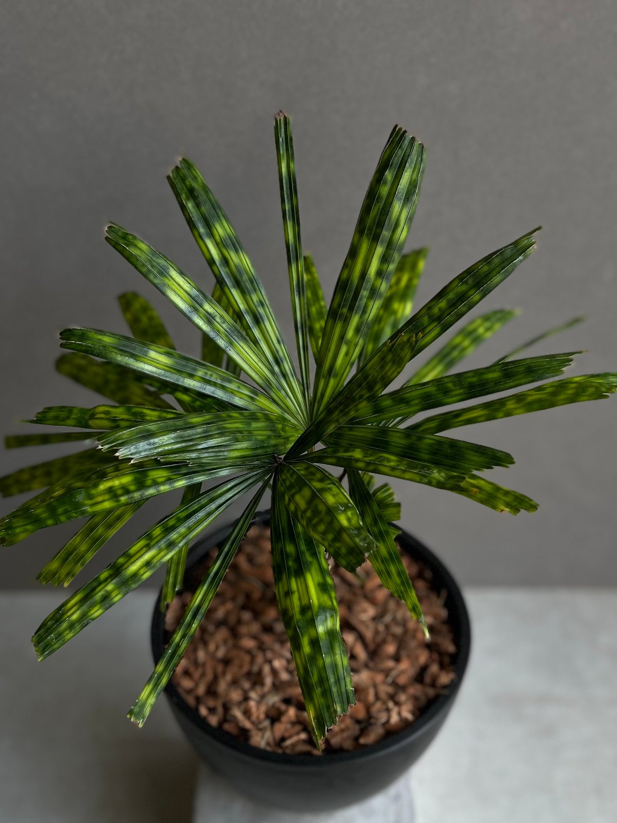 ボルネオ原産　Licuala mattanensis 'Mapu'　リクアラマプ ボルネオ原産 Licuala mattanensis 'Mapu' リクアラマプ